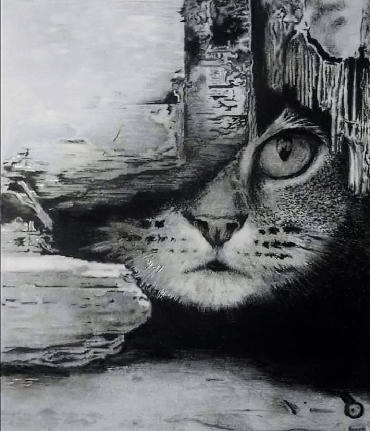 Charcoal cat