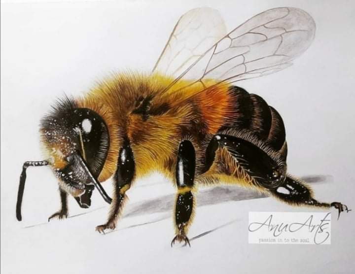 Honeybee drawing